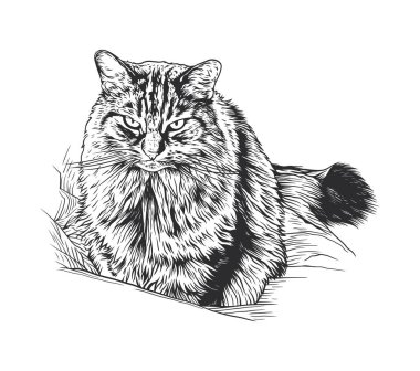 Siyah ve beyaz çizgili bir yaban kedisi eğiliyor, tetikte ve odaklanmış görünüyor..