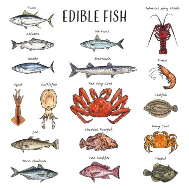 Detailed, hand-drawn illustration of various edible seafood. clipart