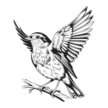 Bir dala tünemiş küçük bir kuşun ayrıntılı siyah beyaz çizimi.