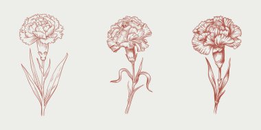 Klasik bir eskiz tarzında karanfil çiçeklerinin el yapımı üç çizimi..