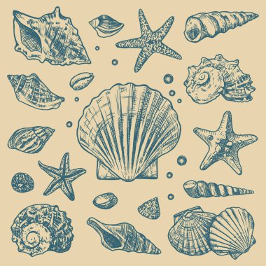 Deniz kabukları ve deniz yıldızı elementleriyle donatılmış bir çizim..