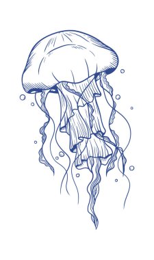 Akan dokunaçları olan yalnız bir denizanasının zarif mavi çizgisi..