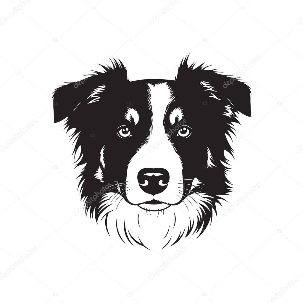 Striking black and white illustration of a Border Collie dog's head.