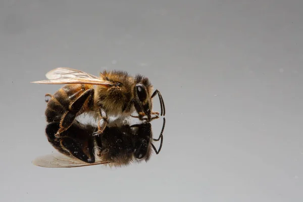 蜂は反射面に反射した 蜂の体内の飲料水のマクロ — ストック写真