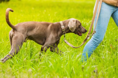Sahibi olan Weimaraner köpeği. Bu da kadını tanınmaz hale getiriyor. Yaya yolu, yeşil çimen ve parlak ışıkla park et..