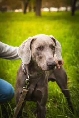 Sahibi olan Weimaraner köpeği. Bu da kadını tanınmaz hale getiriyor. Yaya yolu, yeşil çimen ve parlak ışıkla park et..