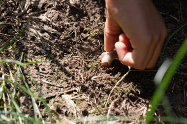 Böcek larvası tutan bir çocuğun eli, Melolontha melolontha. Tırtıl toprağın altında kalıyor.