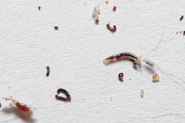 Cat flea larvae and related excrement after a blood meal on a white background. Pet hygiene and parasites concept. Domestic infestation