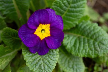 Parlak sarı merkezli çarpıcı bir mor çuha çiçeği yemyeşil yaprakların arasında duruyor, doğanın sevgilisini vurguluyor.