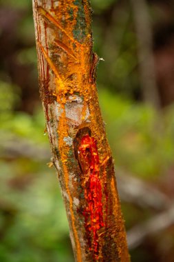 vivid red sap trickles down a tree trunk, the result of bark being peeled back, set against a blurred green background clipart