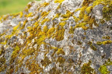 Yosun desenleri taşı süsler, direnç ve zamanın akışını anlatır.