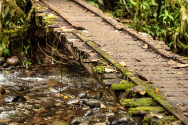 Eski ahşap bir köprü, yosunlarla kaplı ve yemyeşil bitki örtüsüyle çevrili, temiz bir orman deresinin üzerinde kemerler.