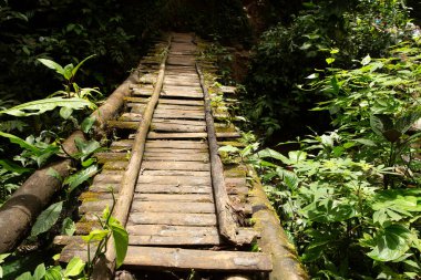 Bir köprünün kaba ahşap kalasları canlı orman hayatıyla birleşir. İnsan yapımı yapılar ve doğa arasındaki dengeyi belirler.