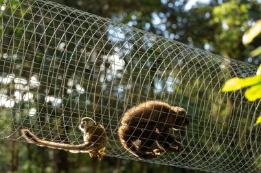 playful squirrel monkey balances in a wire tunnel, showcasing agility in a natural habitat conservation area clipart