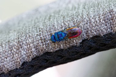 Chrysididae ailesi. Goldwespe, guguklu eşekarısı veya zümrüt eşekarısı mecburi bir parazittir.