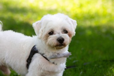 Yeşil çimlerin üzerinde duran papyonlu sevimli beyaz köpek düğün olayına cazibe katıyor.