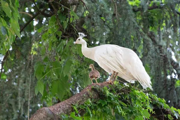 stock image Majestic white peacock and its chick perched on a tree branch, adding a touch of elegance to the lush garden setting