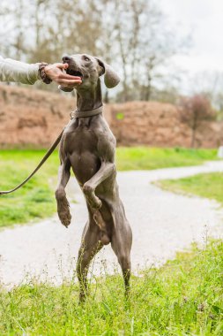 Weimaraner köpeği, sahibinden ödül için yalvarıyor.