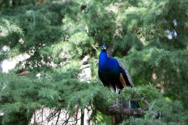 Parlak mavi ve yeşil tüyleriyle bir çam ağacının dalına tünemiş görkemli tavus kuşu.