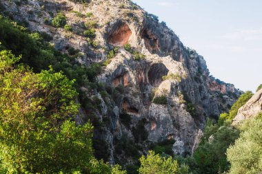 Canlı yeşil orman kayalık bir dağın yamacında büyüyor.