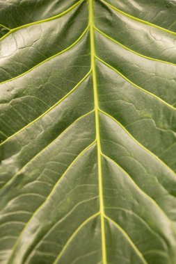 Sarı damarlı yeşil yaprak soyut bir desen oluşturuyor, doğa ve çevreyle ilgili arka planlar için ideal.