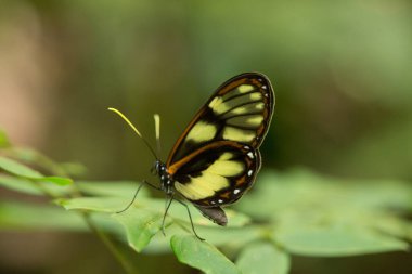 Beautiful tiger longwing butterfly with translucent wings perched on green leaves clipart