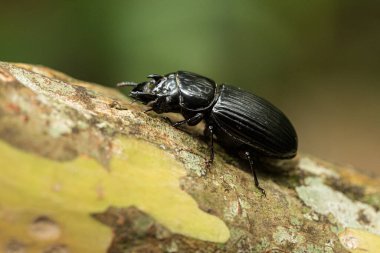 Güçlü bacakları olan siyah böcek ağaç dalında sürünüyor.