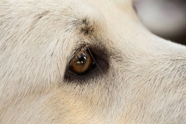 Kameradan uzağa bakan kahverengi gözlü beyaz bir köpeğin yakın görüntüsü.