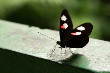 Kırmızı ve beyaz işaretli siyah kelebek bulanık yeşil arka planlı yeşil bir korkulukta duruyor.