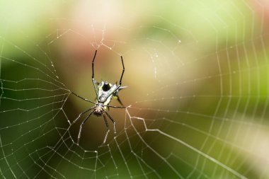 Ormandaki ağında asılı avını yakalamak için bekleyen büyük bir örümcek.