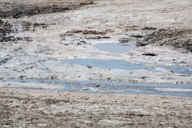 Küçük gri ve beyaz kuş bataklıkta kurumuş çamurda yürüyor mavi gökyüzünü yansıtan suyla