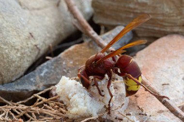 Sarı çizgili büyük kırmızı eşekarısı, yoğun karıncalarla çevrili bir kayalık yatakta pirinç yemekten hoşlanır.