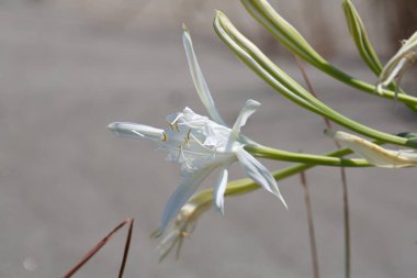 Bahçede açan uzun yeşil saplı beyaz zambak çiçeği