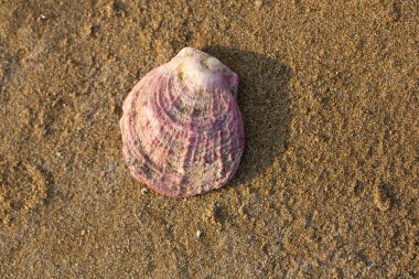 Pembe deniz kabuğu kumsalda yatıyor.