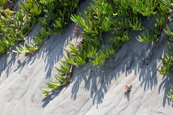 stock image Green succulent coastal vegetation thriving on a sand dune at the beach, creating strong shadows