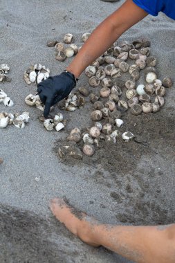 Eldiven giyen biyolog yumurtadan çıkan bir olaydan sonra kumsalda deniz kaplumbağası yumurta kabuğu sayıyor.