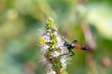 Macro photograph of an insect with an orange abdomen gathering pollen on a flower with a blurred green background clipart