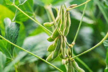 Bir tarlada yetişen soya fasulyesi bitkisine yakın.
