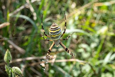 Büyük renkli eşekarısı örümceği ağlarının ortasında sabırla bekliyor.