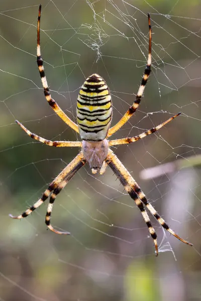 stock image Wasp spider waiting patiently in its web for prey to become trapped