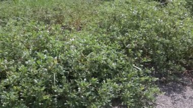 Rüzgâr hafifçe esiyor. Purslane yaprakları toprakta büyüyor.