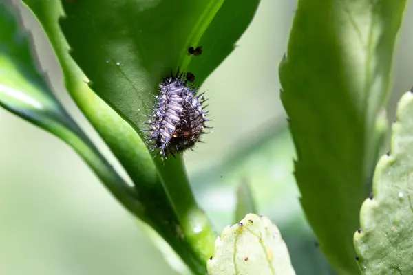 stock image Spiny black and white caterpillar is hanging from a green leaf