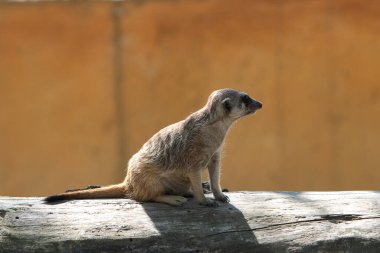 Meerkat arkadaşlarıyla oynamaya ara veriyor ve bir kütüğe oturup güneşin tadını çıkarıyor.