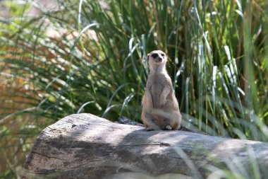 Meerkat bir kütüğün üzerinde duruyor, güneşli bir doğa parkında tehlike arıyor.