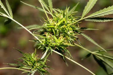 Kenevir sativa bitkisi karakteristik palmiye yaprakları ve çiçek tomurcuklarıyla yetişiyor.