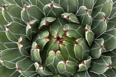Sıkıca birleştirilmiş görüntü, bir agave victoria-reginae bitkisinin çarpıcı geometrisini gösteriyor