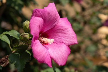 Bahçedeki bir çalılıkta açan narin yapraklı büyük pembe çiçek.