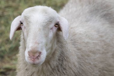 Koyun bir tarlada duruyor ve ileriye bakıyor.