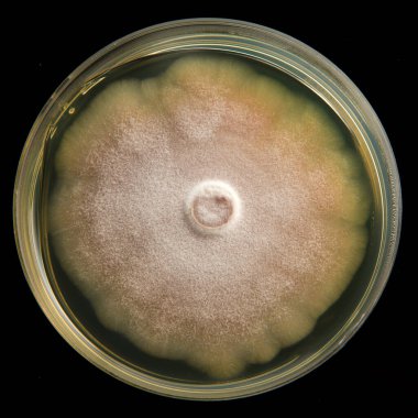 Ağ tabakasında büyüyen penisilyum mantar kültürünün yakın çekimi, antibiyotik üretimi ve araştırmaları için bilimsel laboratuvarda kullanılır.