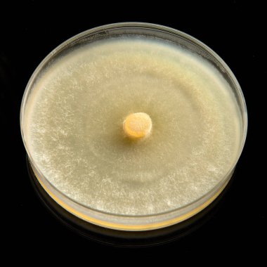 Antimikrobiyal duyarlılık testi bakteri ve mantarlara karşı antibiyotik etkinliğini petri kabında gösteriyor.